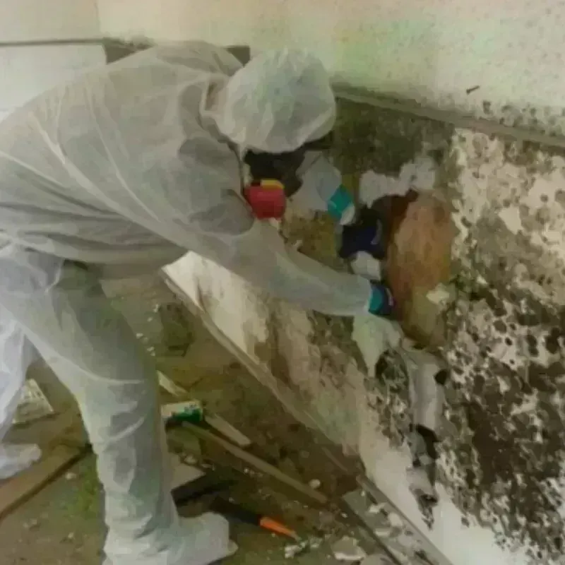 Mold Remediation and Removal in Sunland Park, NM